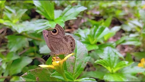 Brown butterfly  Stock Footage 296106489