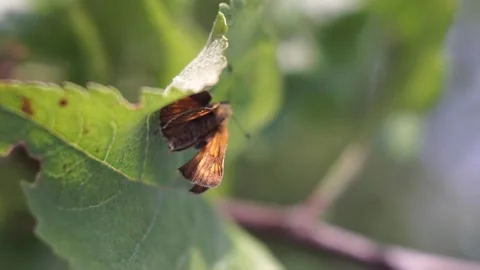 Brown butterfly on the green leaf 스톡 동영상 151085201