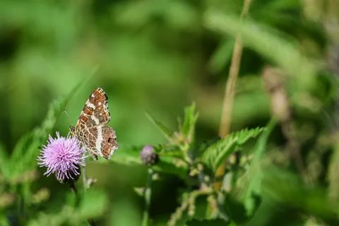 Brown butterfly with intricate wing patterns rests on a vibrant purple this.. Stock Photos