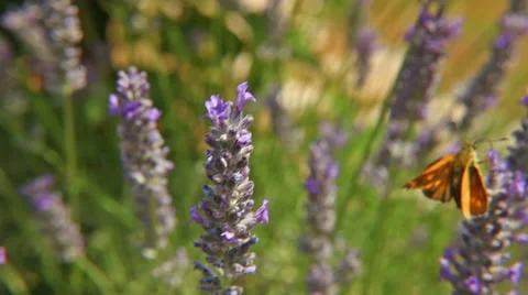 Brown butterfly on lavender Video stock 51111150