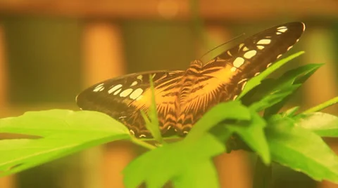 Brown Butterfly On A Leaf Stock-Footage 38716400