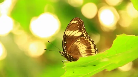 Brown Butterfly On A Leaf Stock Footage 38718394