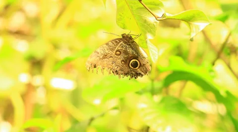 Brown Butterfly On A Leaf Stock Footage 39490553