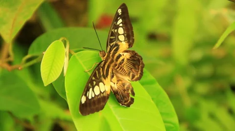 Brown Butterfly On A Leaf Stock Footage 39490572