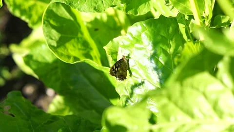 Brown Butterfly On The Leaf Stock Footage 137252567