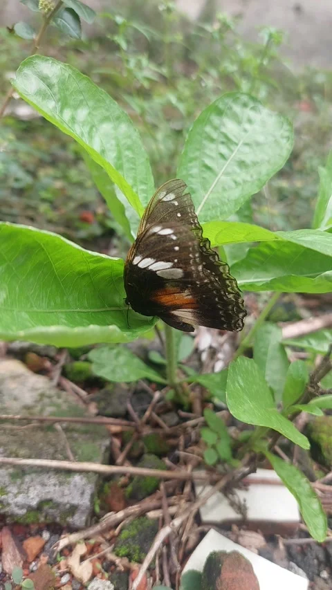Brown Butterfly on Leaf Video stock 295283879
