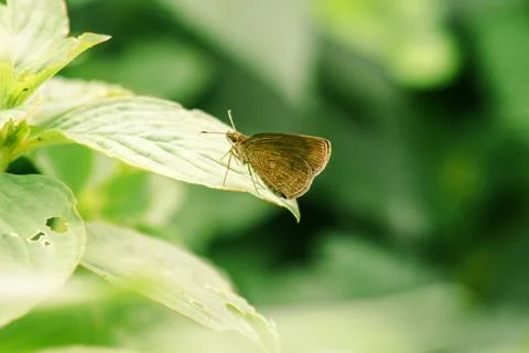 Brown butterfly on leaf Stock Photos