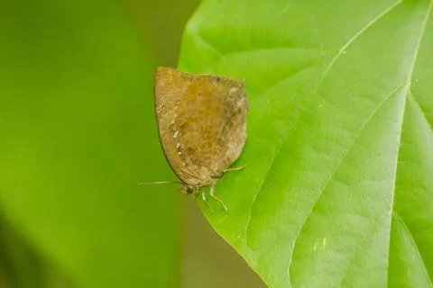 Brown butterfly on a leaf Stock Photos