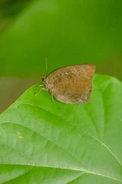 Brown butterfly on a leaf Stock Photos
