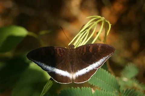 Brown Butterfly on Leaf Stock Photos