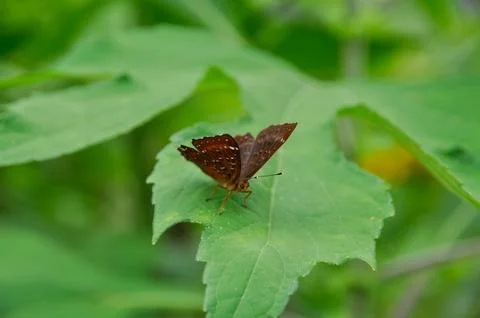 Brown butterfly on a leaf Stock Photos