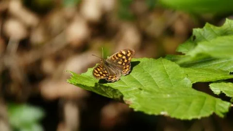 Brown butterfly on the leaf of a tree Stock Photos