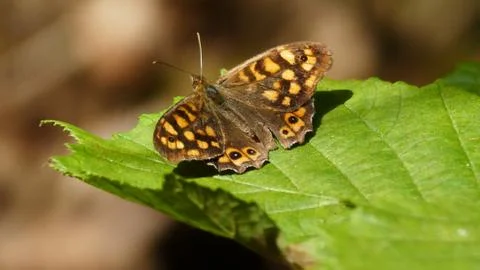 Brown butterfly on the leaf of a tree Stock Photos