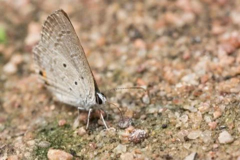 Brown butterfly macro Stock Photos