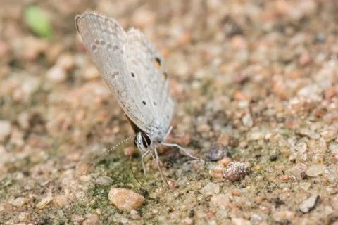 Brown butterfly macro Stock Photos