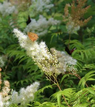 Brown butterfly on meadowsweet 스톡 사진