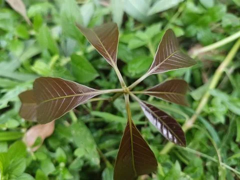Brown butterfly with patterned wings resting on green leaf insect Stock Photos