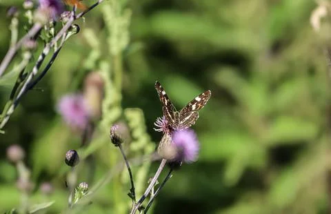 Brown butterfly with patterned wings rests on a purple thistle flower Stock Photos