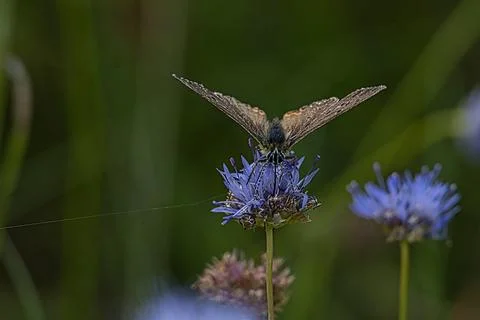 Brown butterfly with patterned wings rests on a vibrant blue flower Stock Photos