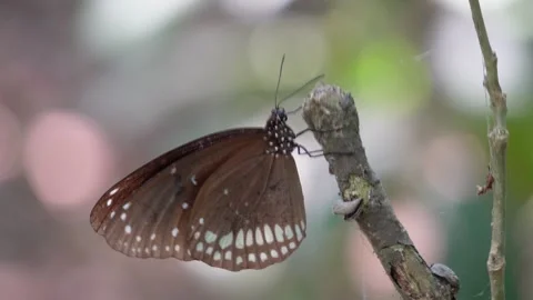 Brown Butterfly Perched on Branch Stock Footage 311722015