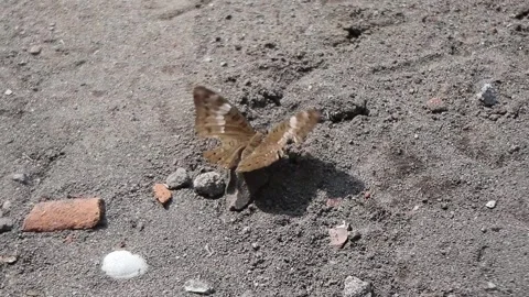 Brown butterfly perched on sandy soil Stock Footage 279523903