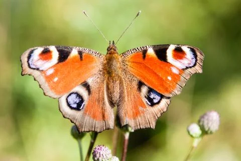 Brown butterfly Stock Photos