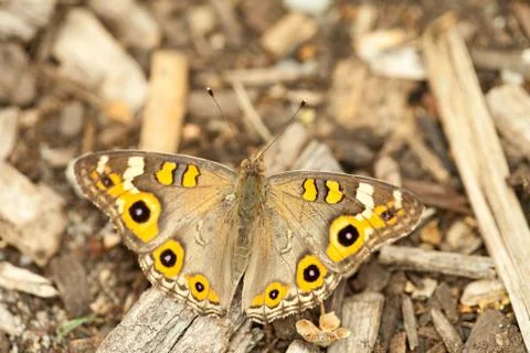 Brown Butterfly Foto stock