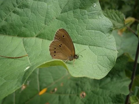 Brown butterfly Foto stock