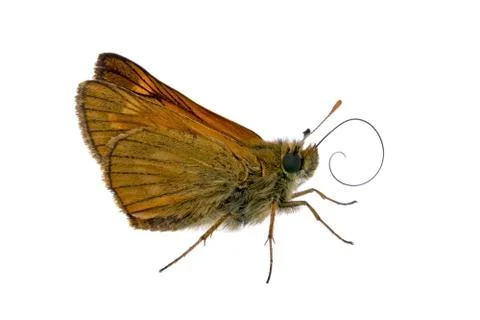 Brown butterfly Stock Photos