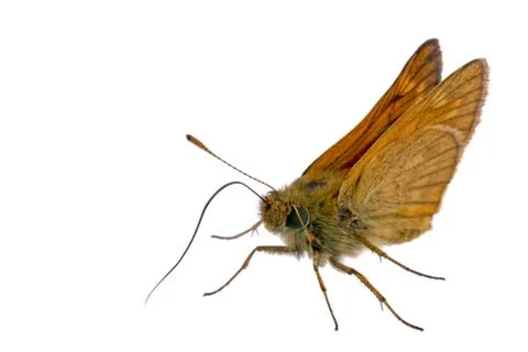 Brown butterfly Stock Photos