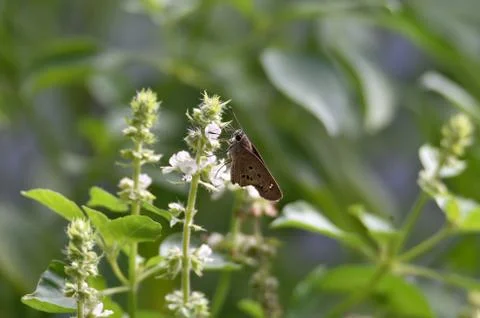 Brown butterfly Stock Photos