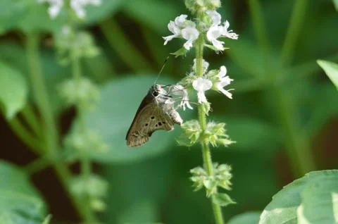 Brown butterfly Stock Photos