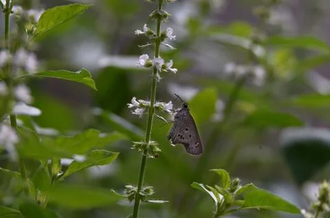 Brown butterfly Stock Photos
