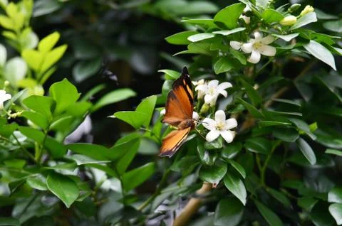 Brown butterfly Stock Photos
