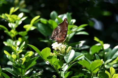 Brown butterfly Stock Photos