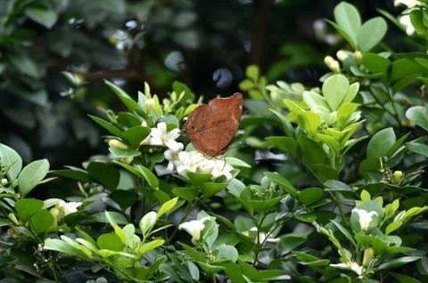 Brown butterfly Stock Photos