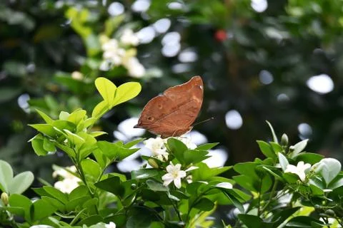 Brown butterfly Stock Photos