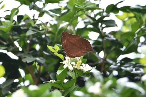 Brown butterfly Stock Photos