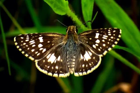 Brown butterfly 库存照片