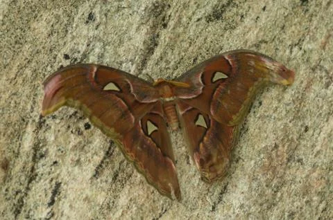 Brown butterfly Foto stock