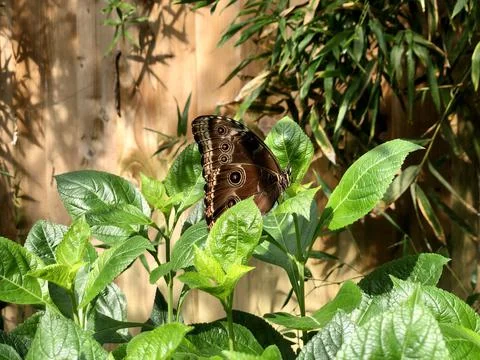 Brown Butterfly Stock Photos