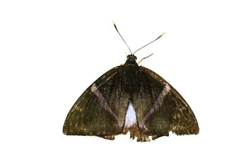 Brown butterfly Stock Photos