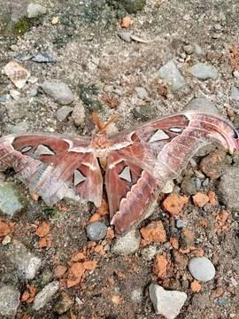 Brown butterfly Stock-Fotos