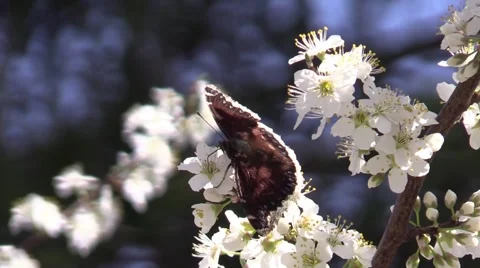 Brown butterfly on plum tree blossoms spring Stock Footage 61600540