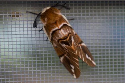 A brown butterfly sits on the window Stock Photos