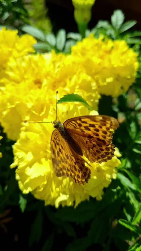 Brown butterfly sitting on a bright yellow marigold flower in the garden Stock Footage 345744833