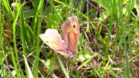 Brown butterfly at summer Stock Footage 71785979