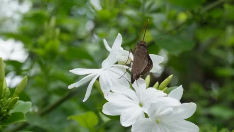 Brown butterfly on top of oxalis triangularis or False Shamerock white flow.. Vidéo 274125033