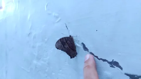 Brown Butterfly on the Wall Stock Footage 310005641
