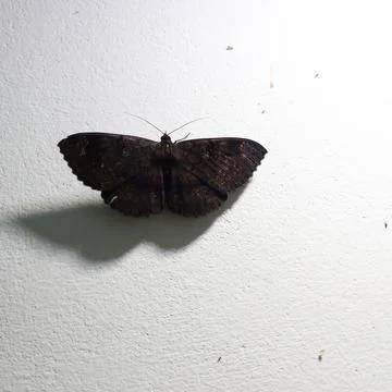 A brown butterfly on a wall Stock Photos